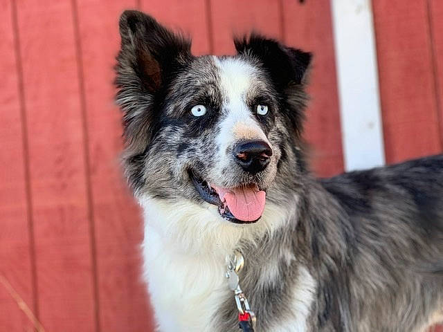 Otis is registered to the contest to win money with this photo: australian_collie, australian_shepherd, border_collie, canidae, carnivore, dog, dog_breed, herding_dog, koolie, mammal, rare_breed_dog, snout, sporting_group, vertebrate