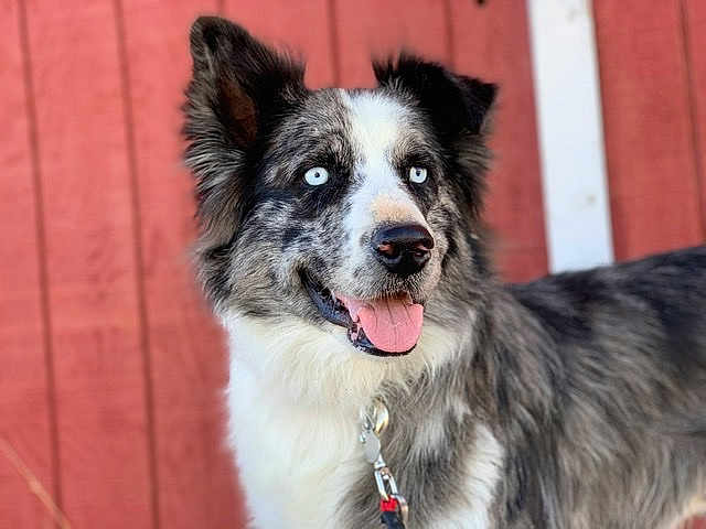 Otis