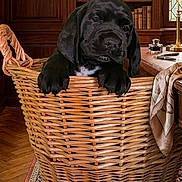 Baloo a rejoint le concours — aidez-le/la à gagner de superbes lots ! animal, basket, black_dog, books, bookshelf, cute, decor, desk, dog, floor, indoor, pet, portrait, puppy, rug, scarf, table_lamp, vintage, wicker, wood_paneling