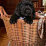 animal, basket, black_dog, books, bookshelf, cute, decor, desk, dog, floor, indoor, pet, portrait, puppy, rug, scarf, table_lamp, vintage, wicker, wood_paneling