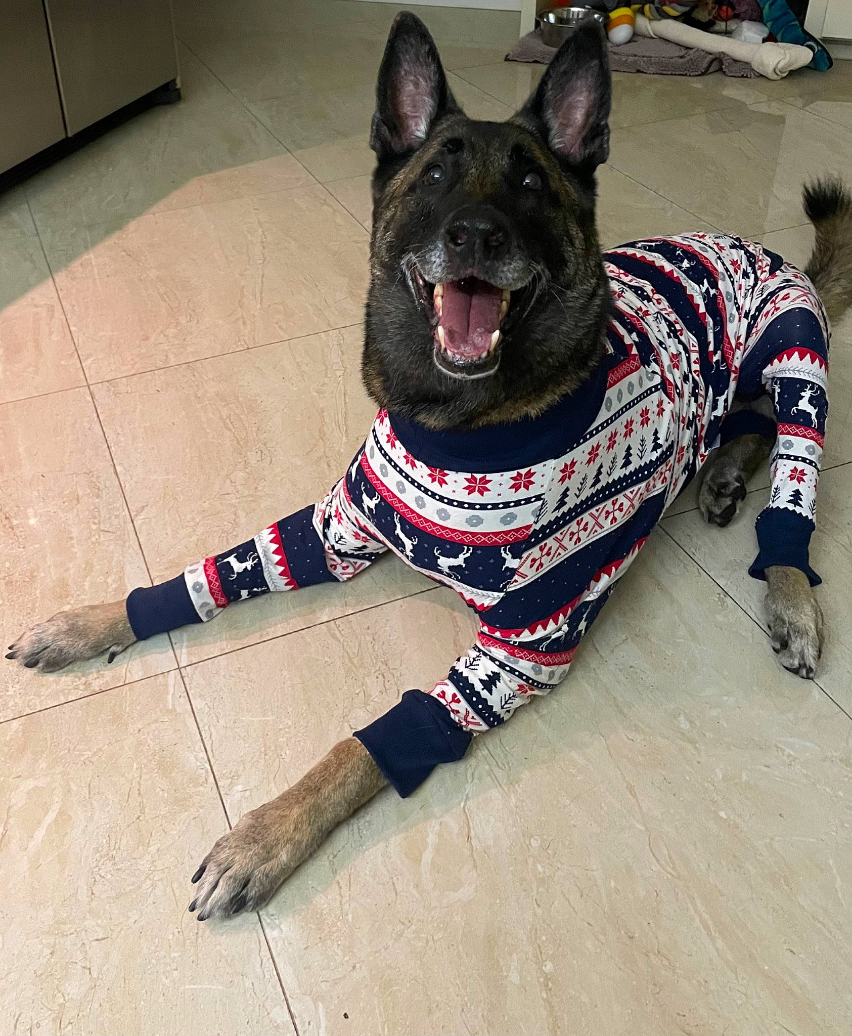 Chaz is registered to the contest to win money with this photo: carmine, carnivore, companion_dog, dog, dog_breed, dog_supply, flooring, foot, fur, grey, herding_dog, king_shepherd, non_sporting_group, party_hat, pattern, sleeve, tail, whiskers, witch_hat, working_dog