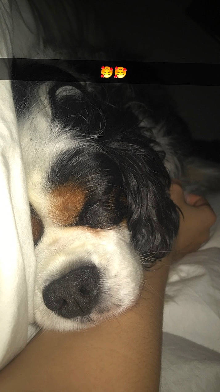 Honil participe au concours pour gagner de l'argent avec cette photo : bernese_mountain_dog, canidae, carnivore, cavalier_king_charles_spaniel, companion_dog, dog, dog_breed, ear, king_charles_spaniel, mammal, nose, phalene, puppy, puppy_love, snout, spaniel, sporting_group, st_bernard, toy_dog, vertebrate