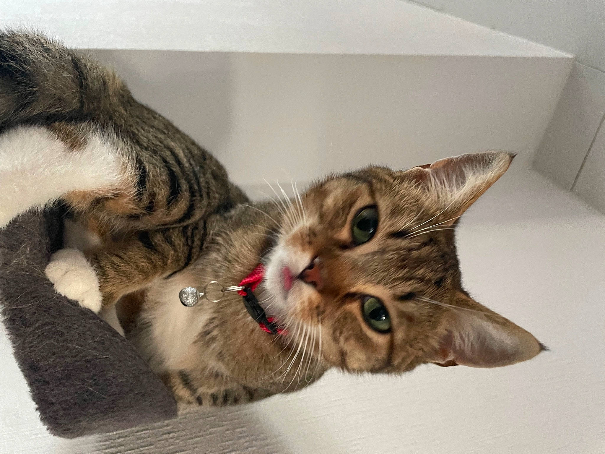 Bello participe au concours pour gagner de l'argent avec cette photo : carnivore, cat, claw, domestic_short_haired_cat, ear, felidae, fur, paw, small_to_medium_sized_cats, snout, tail, whiskers