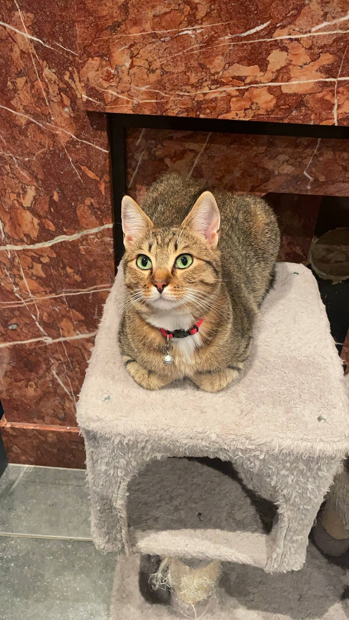 Bello participe au concours pour gagner de l'argent avec cette photo : art, brick, brickwork, carnivore, cat, cat_furniture, cat_supply, domestic_short_haired_cat, door, felidae, fur, paw, sitting, small_to_medium_sized_cats, snout, tail, tree, whiskers, window, wood