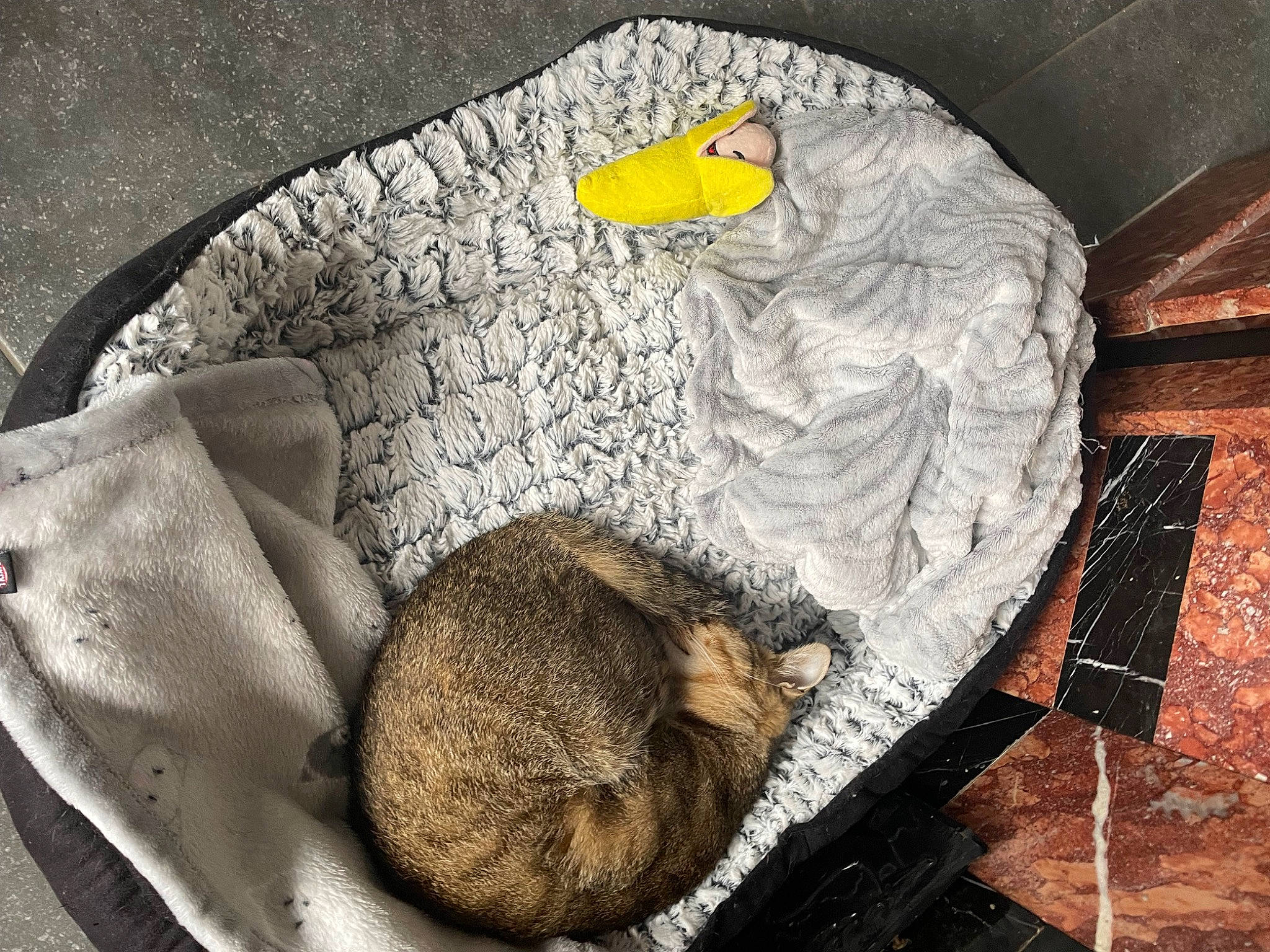 Bello a rejoint le concours — aidez-le/la à gagner de superbes lots ! art, beak, circle, domestic_short_haired_cat, felidae, fur, grey, headgear, illustration, linens, rodent, stuffed_toy, t_shirt, tail, textile, toy, visual_arts, whiskers, wood, wool