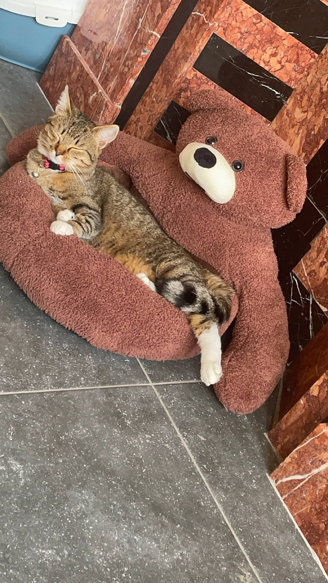 Bello a rejoint le concours — aidez-le/la à gagner de superbes lots ! carnivore, cat, claw, comfort, domestic_short_haired_cat, fawn, felidae, flooring, fur, paw, sitting, small_to_medium_sized_cats, snout, stuffed_toy, tail, toy, whiskers, wood