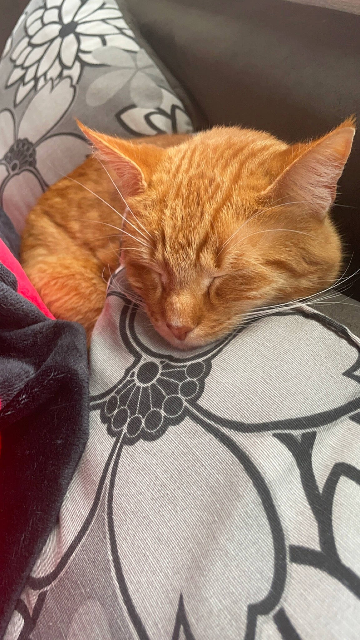 Tigrou a rejoint le concours — aidez-le/la à gagner de superbes lots ! carnivore, cat, cat_supply, claw, comfort, domestic_short_haired_cat, ear, fawn, felidae, fur, linens, paw, sitting, small_to_medium_sized_cats, snout, tail, terrestrial_animal, whiskers, window, wood