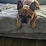 Luca joined the competition — help win amazing prizes! animal, blanket, brown, cozy, cute, dog, ears, floor, french_bulldog, fur, house, indoor, light, looking_up, paws, pet, portrait, resting, window, wrinkles