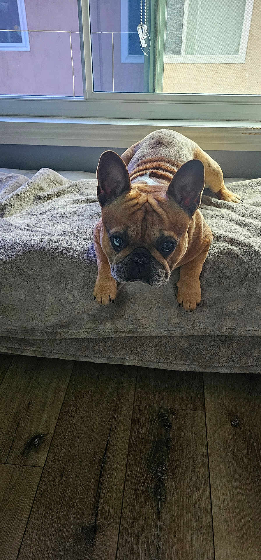 Luca