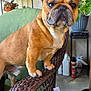 Luca is registered to the contest to win money with this photo: animal, background, brown_dog, canine, concrete_floor, container, dog, ear, face, french_bulldog, furniture, green_cushion, indoor, paw, pet, plant, potted_plant, shelf, snout, wicker_chair