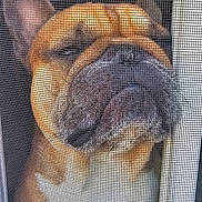 Luca is registered to the contest to win money with this photo: animal, brown_fur, bulldog, close_up, cute, dog, door, ears, face, funny, indoors, looking_out, mesh_screen, pet, portrait, screen_door, snout, texture, white_chest, wrinkles