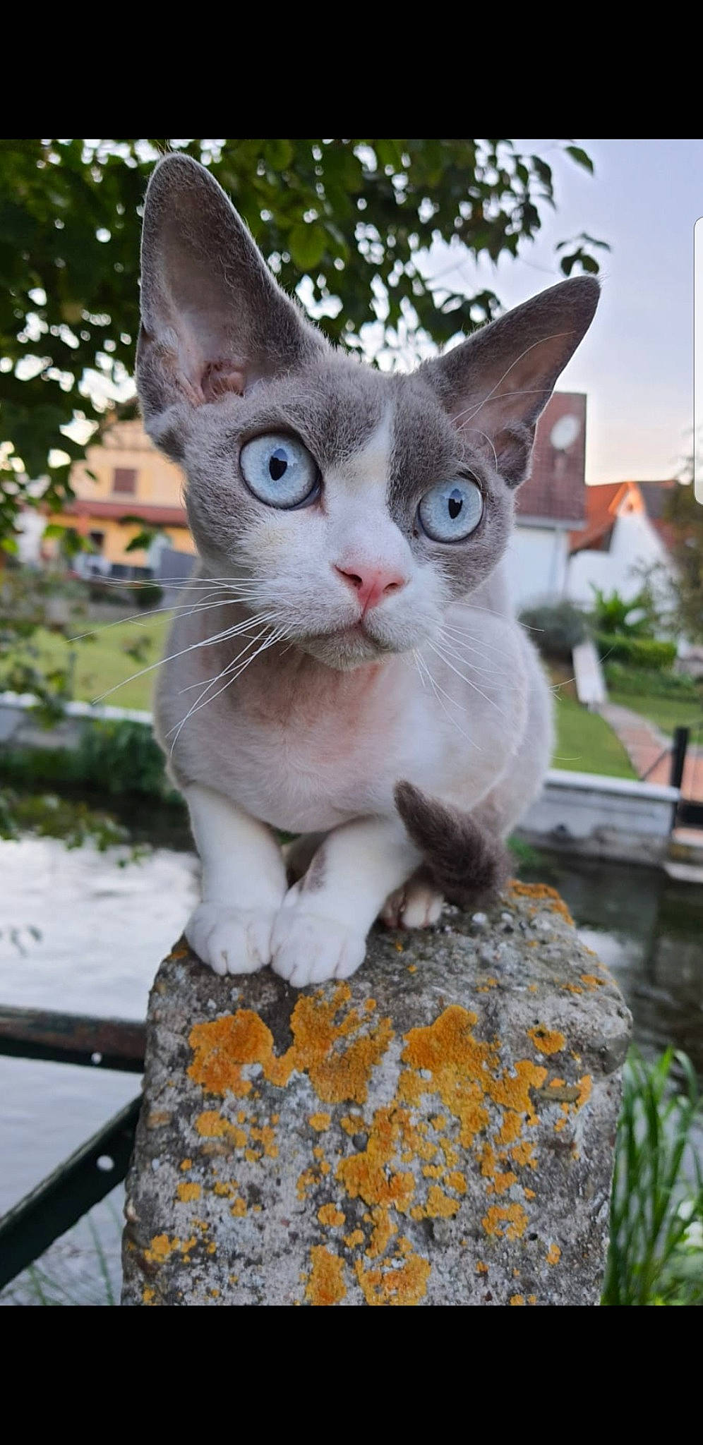 Petit Pi a rejoint le concours — aidez-le/la à gagner de superbes lots ! carnivore, cat, collar, devon_rex, domestic_short_haired_cat, eye, fawn, felidae, fur, grass, paw, photo_caption, plant, small_to_medium_sized_cats, snout, tail, terrestrial_animal, tree, whiskers, wildlife