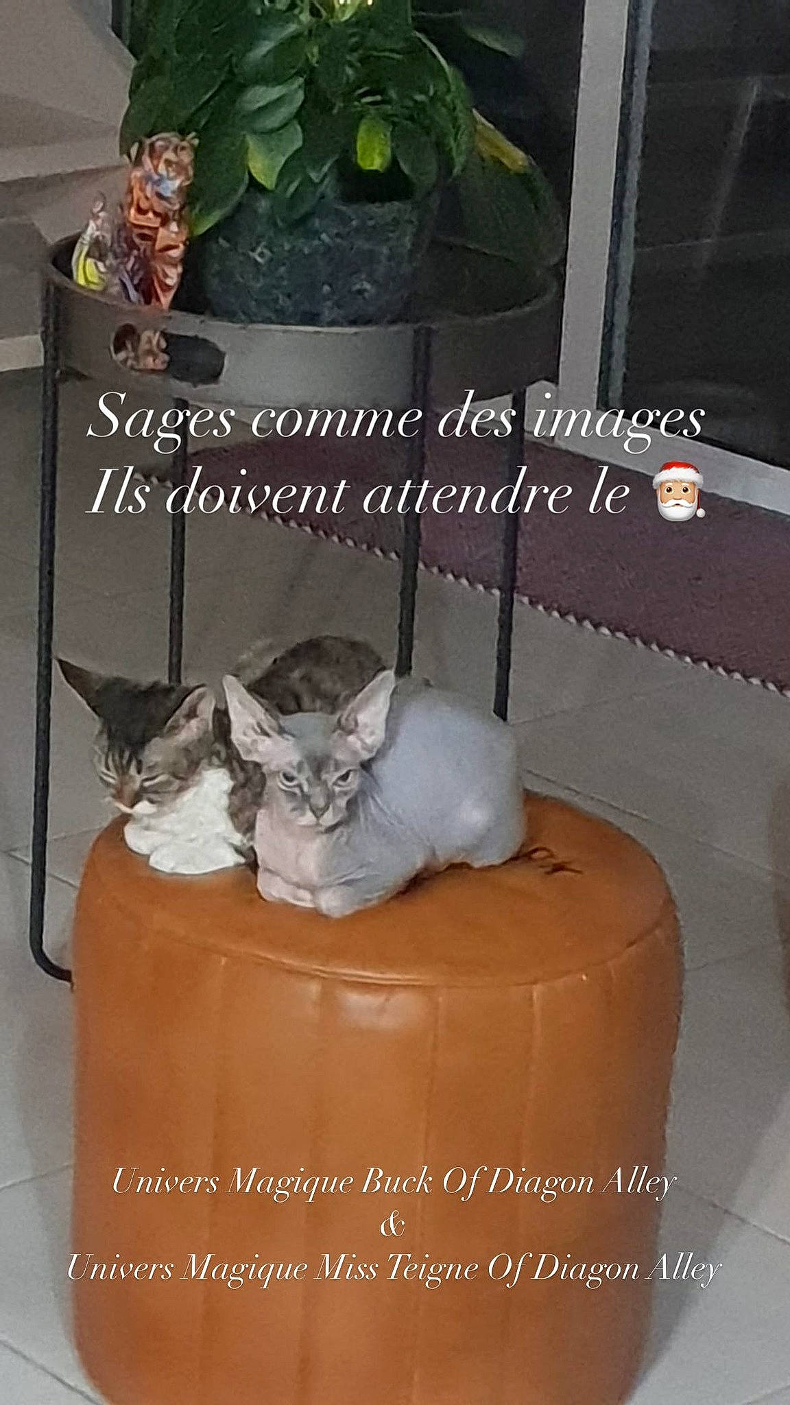 Univers Et Miss Teigne participe au concours pour gagner de l'argent avec cette photo : box, carnivore, cat, cat_supply, comfort, domestic_short_haired_cat, felidae, flowerpot, font, fur, grey, photo_caption, product, room, small_to_medium_sized_cats, tail, whiskers, wood