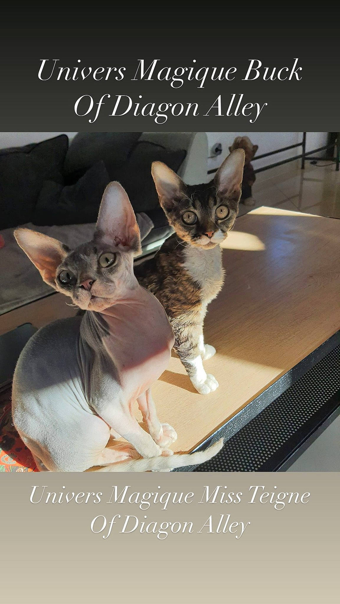 Univers Et Miss Teigne