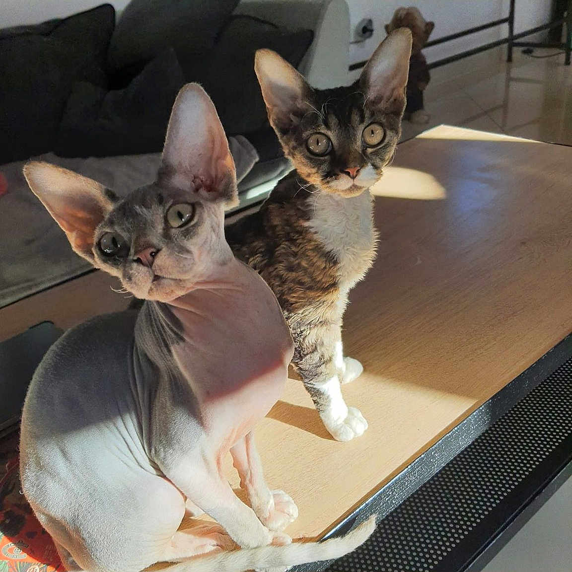 Univers Et Miss Teigne