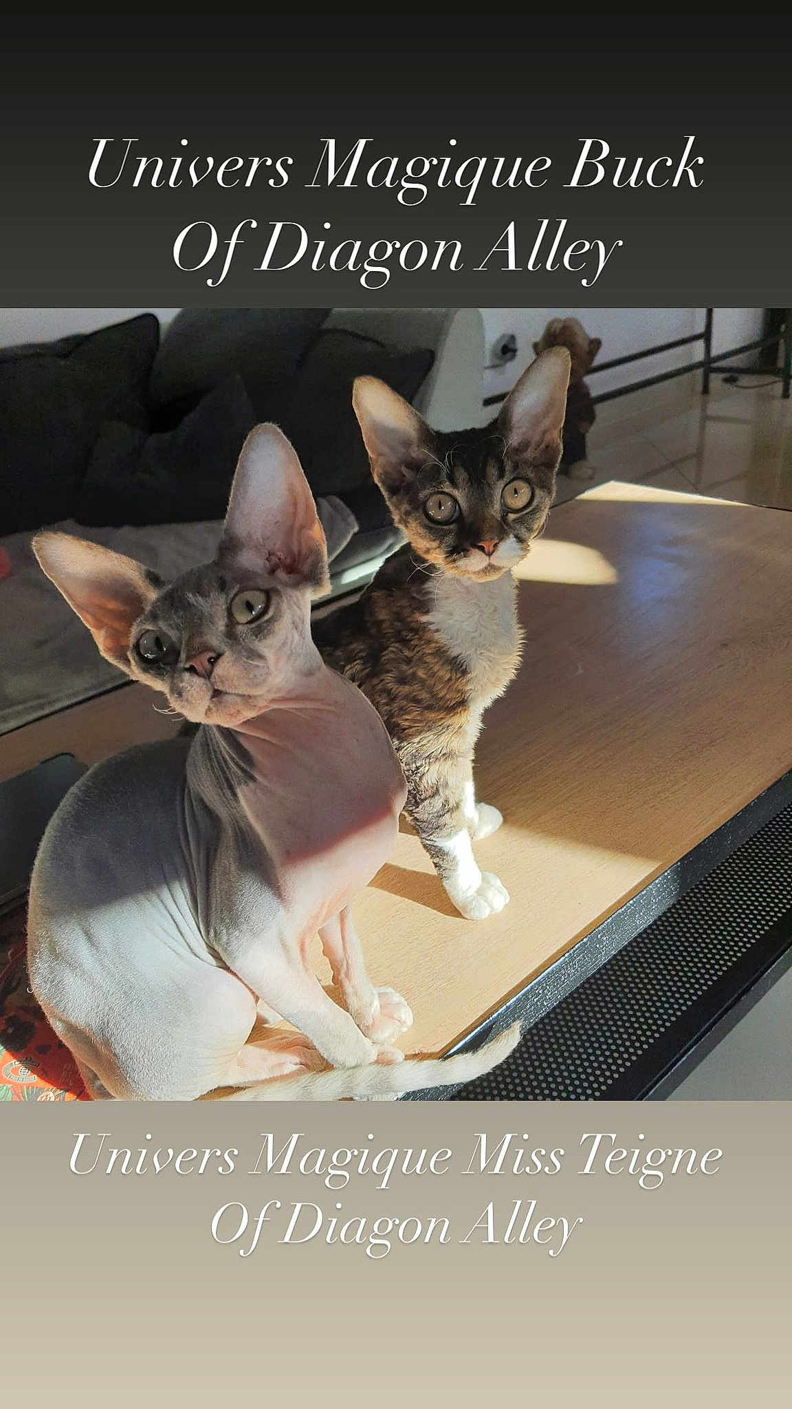 Univers Et Miss Teigne