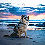 dog, beach, sunset, sand, ocean, waves, rocks, outdoor, animal, pet, nature, sky, clouds, water, calm, serene, sitting, fur, landscape, twilight