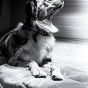 Naia a rejoint le concours — aidez-le/la à gagner de superbes lots ! dog, black_and_white, blanket, indoor, light, shadow, fur, pet, canine, bed, resting, profile, collar, soft_texture, quiet, calm, peaceful, portrait, animal, relaxation