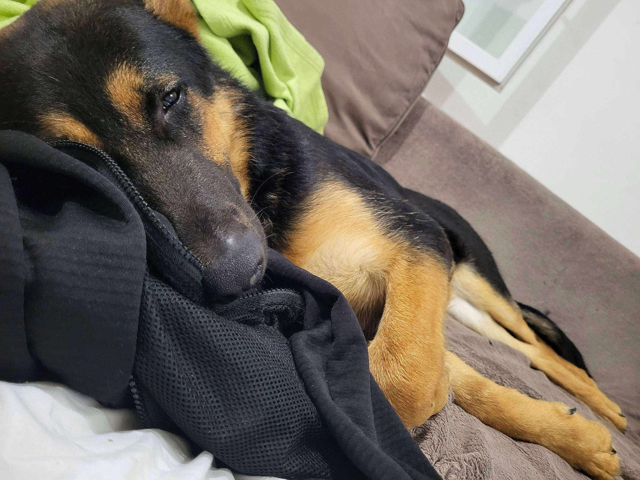 Kebir participe au concours pour gagner de l'argent avec cette photo : canidae, carnivore, comfort, companion_dog, dog, dog_breed, fur, guard_dog, hound, hunting_dog, lithuanian_hound, montenegrin_mountain_hound, pinscher, snout, sporting_group, terrestrial_animal, window, working_animal, working_dog