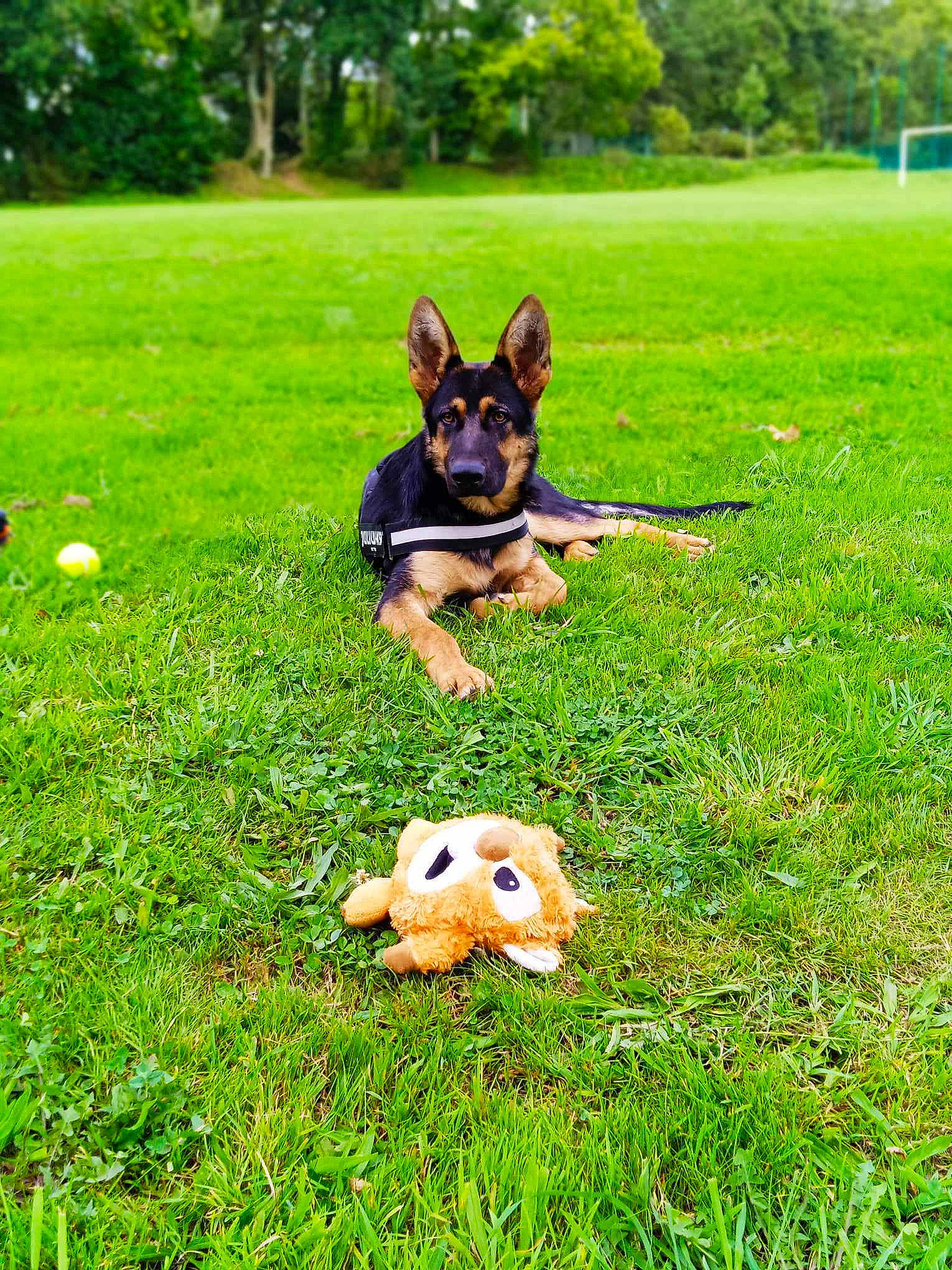 Kebir a rejoint le concours — aidez-le/la à gagner de superbes lots ! canidae, carnivore, companion_dog, dog, dog_breed, fawn, garden, grass, grassland, green, groundcover, lawn, people_in_nature, plant, snout, sporting_group, tail, toy_dog, tree, working_animal