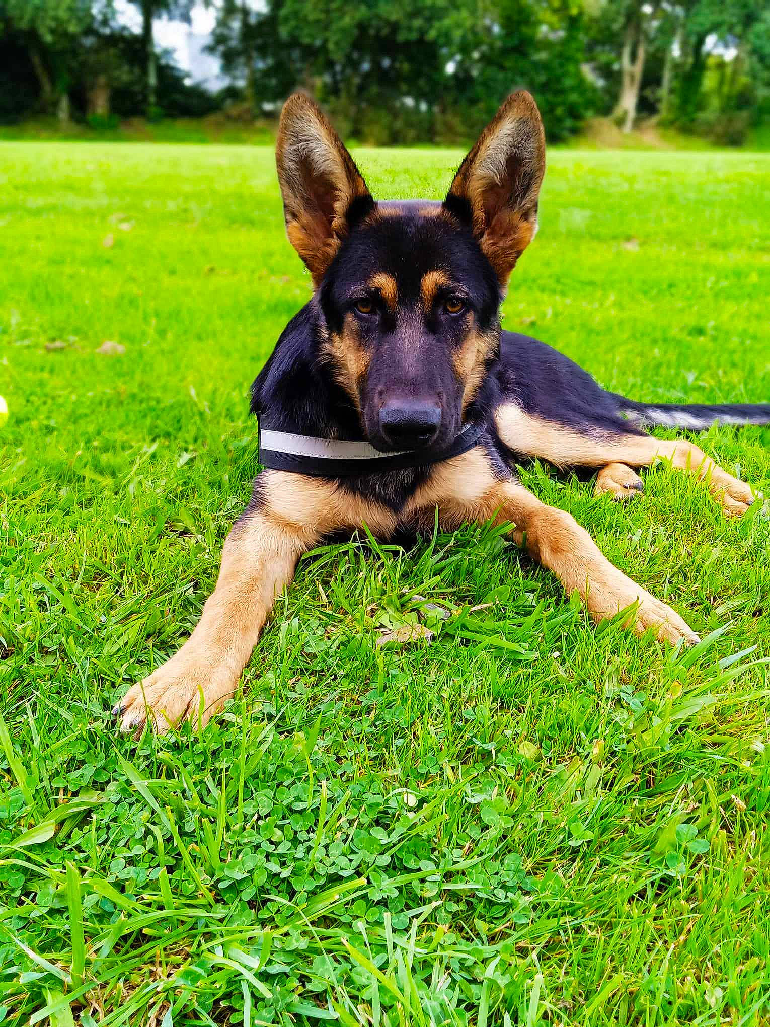 Kebir participe au concours pour gagner de l'argent avec cette photo : biting, canidae, carnivore, companion_dog, dog, dog_breed, german_shepherd_dog, grass, grassland, groundcover, guard_dog, herbaceous_plant, herding_dog, old_german_shepherd_dog, people_in_nature, plant, sharing, sporting_group, tree, working_dog