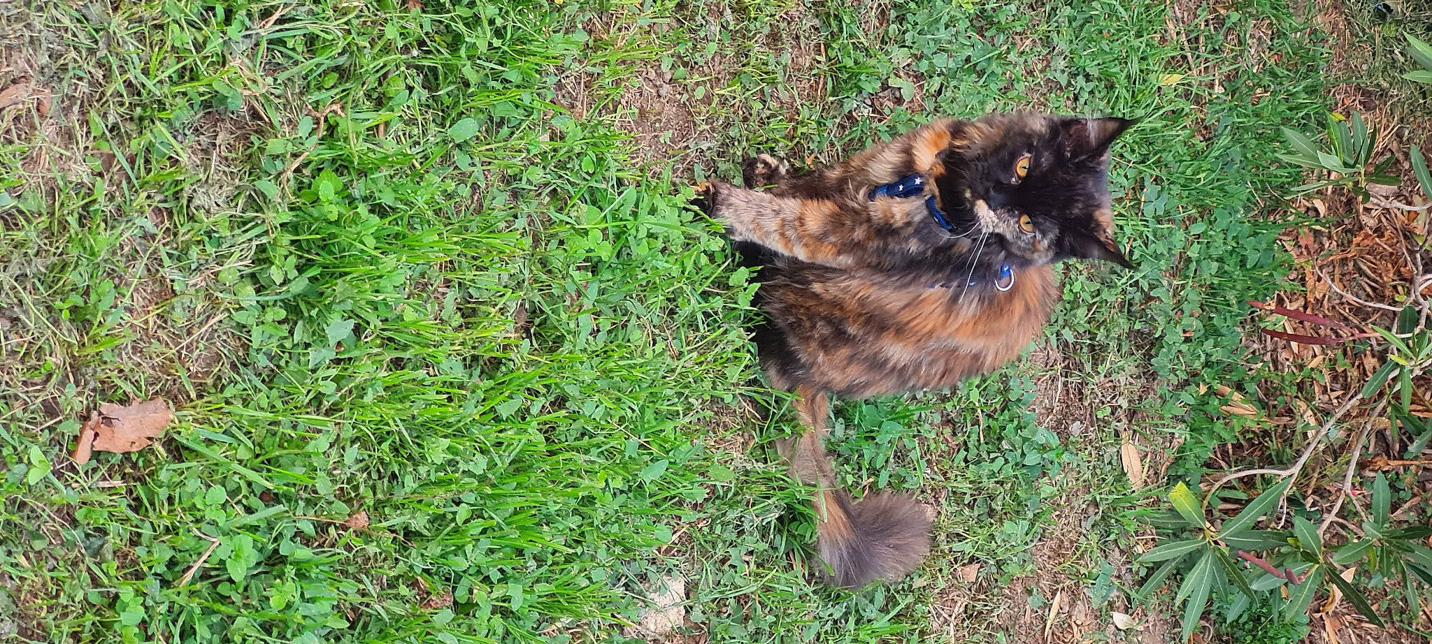 Twixy a rejoint le concours — aidez-le/la à gagner de superbes lots ! carnivore, cat, companion_dog, dog, dog_breed, domestic_short_haired_cat, fawn, felidae, fur, grass, groundcover, liver, plant, small_to_medium_sized_cats, snout, soil, sporting_group, tail, terrestrial_animal, whiskers