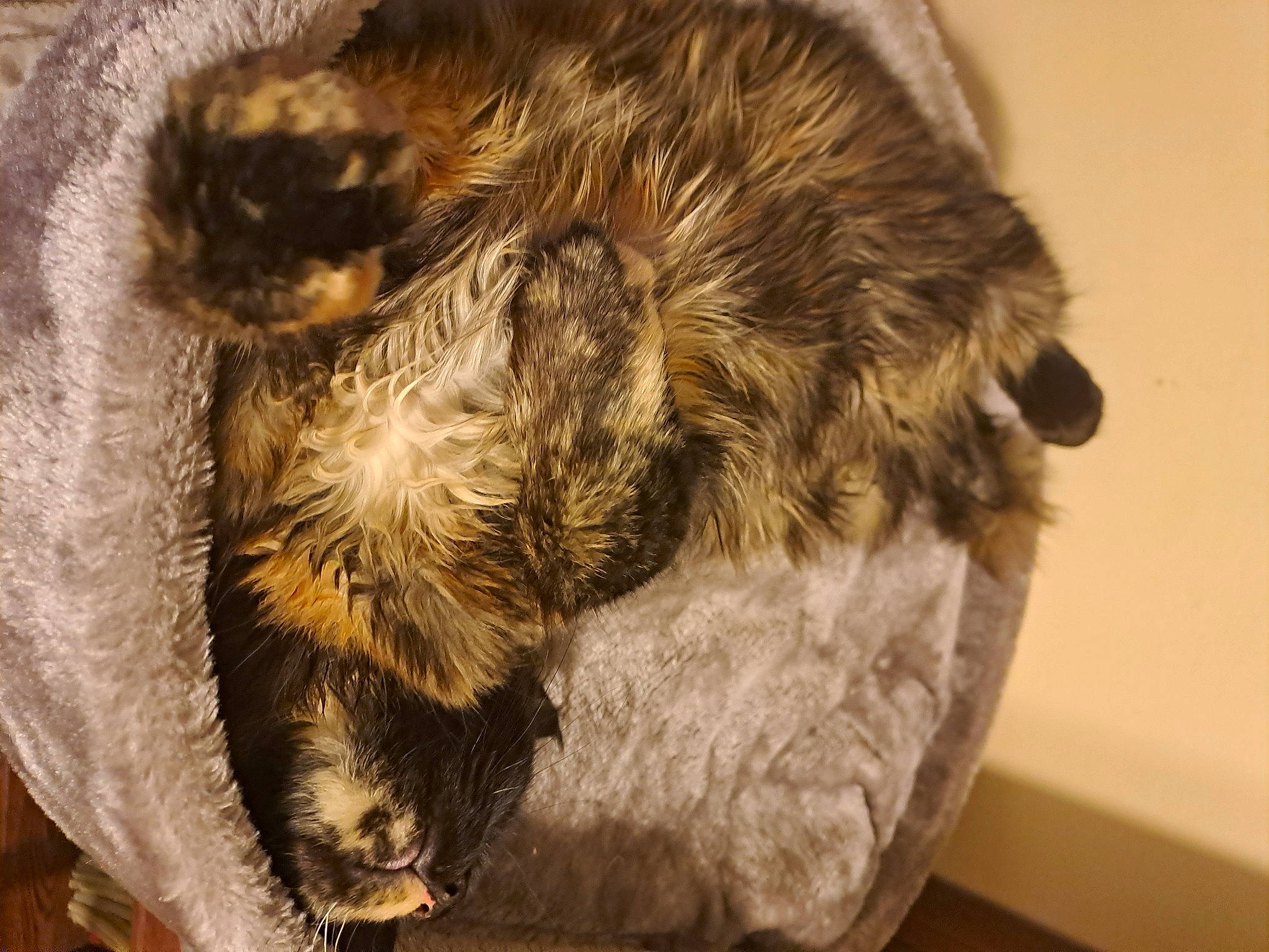 Twixy participe au concours pour gagner de l'argent avec cette photo : arachnid, carnivore, claw, domestic_short_haired_cat, felidae, fur, macro_photography, parasite, paw, small_to_medium_sized_cats, snout, tail, terrestrial_animal, whiskers, wood