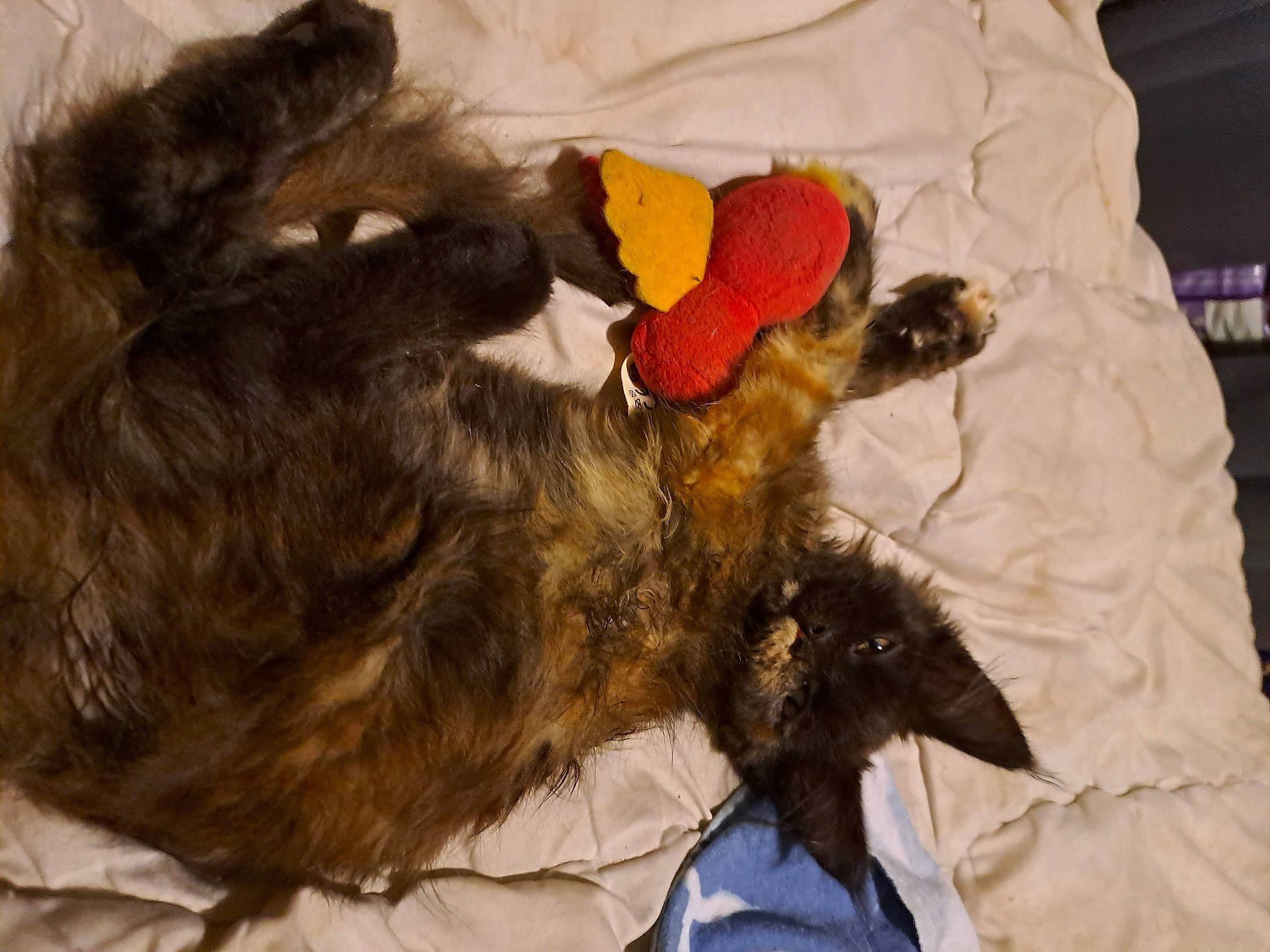 Twixy a rejoint le concours — aidez-le/la à gagner de superbes lots ! bed, black_cat, canidae, carnivore, cat, claw, comfort, companion_dog, dog_breed, duvet, ear, fawn, felidae, fur, linens, liver, small_to_medium_sized_cats, sporting_group, tail, whiskers