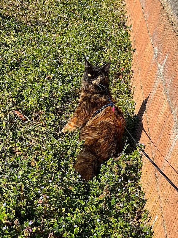 Twixy a rejoint le concours — aidez-le/la à gagner de superbes lots ! canidae, carnivore, cat, dog_breed, domestic_short_haired_cat, fawn, felidae, fur, grass, groundcover, plant, shrub, small_to_medium_sized_cats, snout, soil, tail, terrestrial_animal, vertebrate, whiskers, wood