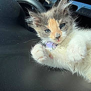 Nova joined the competition — help win amazing prizes! kitten, cat, fur, paw, relaxed, sunlight, leather, black, orange, white, grey, collar, pet, animal, cute, young, closeup, indoor, resting, feline