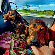 Papi Et Miss a rejoint le concours — aidez-le/la à gagner de superbes lots ! dog, car, window, leash, toy, hand, seat, countryside, sky, cloud, tree, pet, animal, happy, playful, brown_dog, interior, seat_cushion, vehicle, nature
