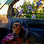 Papi Et Miss participe au concours pour gagner de l'argent avec cette photo : dog, car_interior, cushion, harness, flower, purple_flower, window, side_mirror, pet, resting, sunlight, greenery, outdoor, nature, house, door_handle, plant, calm, animal, domestic_animal