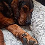 Papi Et Miss participe au concours pour gagner de l'argent avec cette photo : dog, sleeping, paw, fur, brown, bed, fluffy, nail, closeup, relaxed, indoor, cozy, resting, canine, pet, animal, wood, texture, snout, quiet