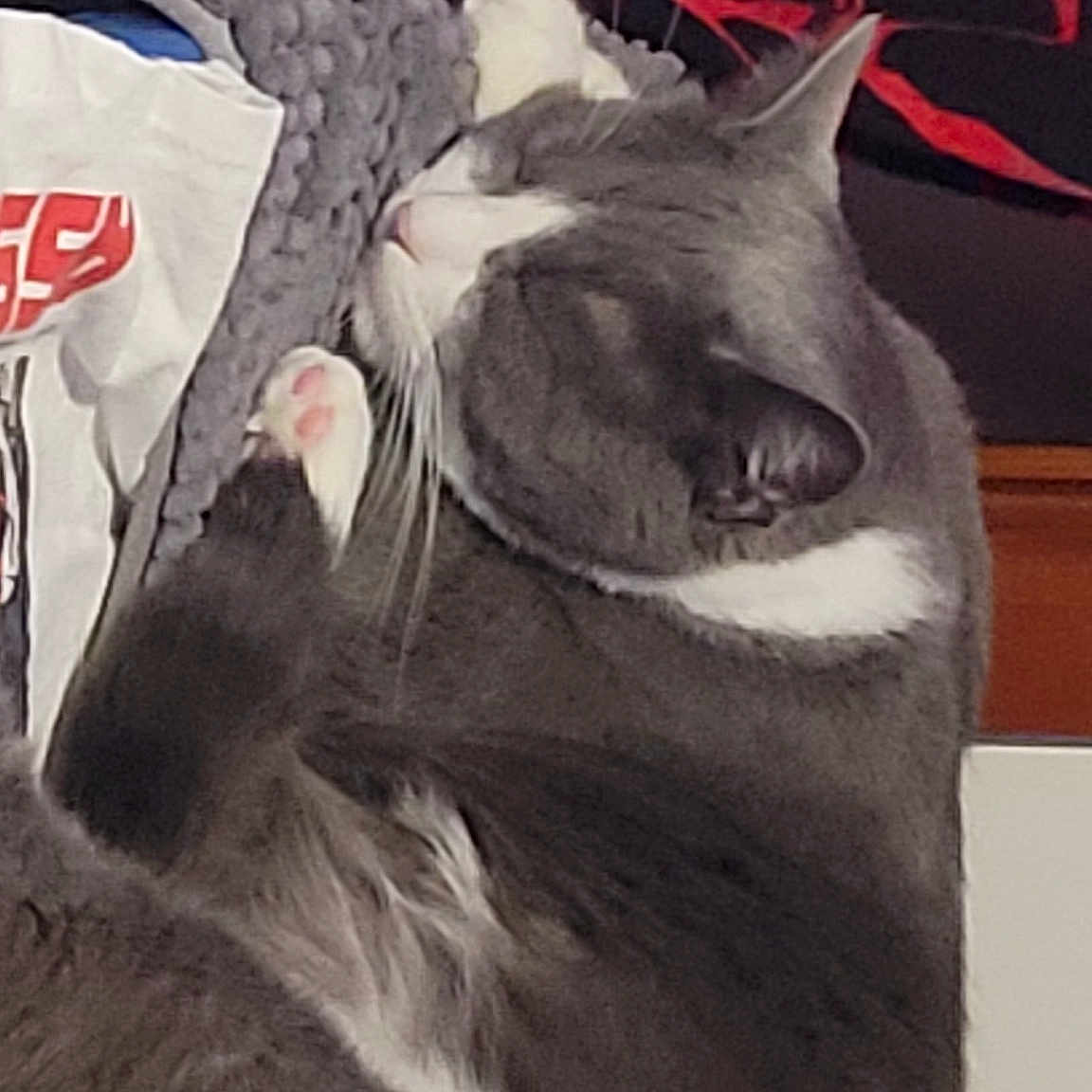 Ivan joined the competition — help win amazing prizes! canidae, carmine, carnivore, cat, domestic_short_haired_cat, fang, felidae, font, fur, grey, jaw, linens, photo_caption, sleeve, small_to_medium_sized_cats, snout, sportswear, t_shirt, tail, whiskers