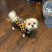 Kannon joined the competition — help win amazing prizes! animal, brown_and_white, checkered_outfit, companion, curious, cute, dog, dog_bed, domestic, flooring, indoor, looking_up, pet, pet_clothing, plush_toy, puppy, small_dog, storage_bin, toy, wooden_floor
