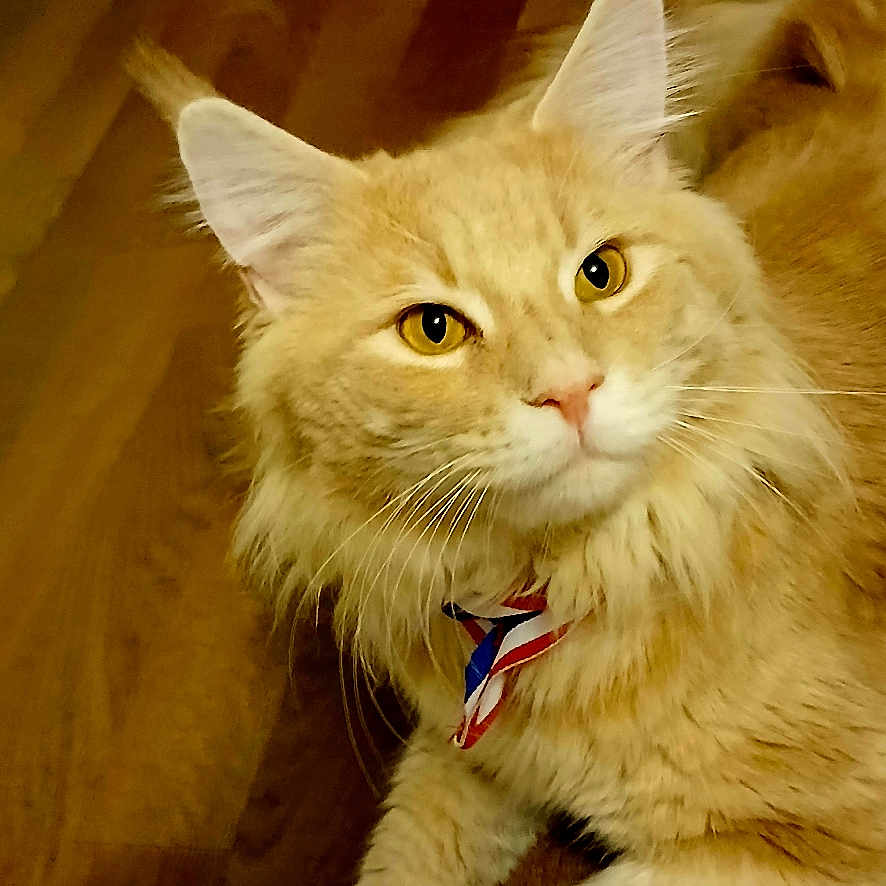 Anakin participe au concours pour gagner de l'argent avec cette photo : cat, orange_cat, fluffy, pet, indoor, wooden_floor, bow_tie, close_up, looking_away, animal, feline, cute, domestic_cat, whiskers, ears, relaxed, laying_down, yellow_eyes, fur, meow