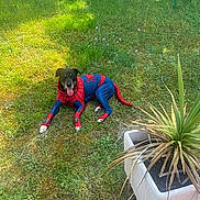 Azzaro a rejoint le concours — aidez-le/la à gagner de superbes lots ! dog, spiderman_costume, superhero, pet, outdoor, grass, garden, plant, potted_plant, yard, animal, black_dog, sitting, lying_down, tongue_out, costume, portrait, daylight, nature, funny