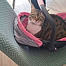 Rose a rejoint le concours — aidez-le/la à gagner de superbes lots ! cat, tabby_cat, pet, animal, feline, face, eyes, whiskers, ears, collar, carrier, pet_bed, chair, armchair, indoor, furniture, fabric, pink, gray, portrait