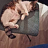 Rose a rejoint le concours — aidez-le/la à gagner de superbes lots ! cats, felines, sleeping, napping, relaxed, pet, animal, indoor, chair, cushion, patterned_fabric, wood_floor, calico_cat, tabby_cat, white_fur, brown_fur, pink_paws, whiskers, closed_eyes, cozy