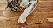Rose participe au concours pour gagner de l'argent avec cette photo : cat, tabby_cat, white_cat, pet, animal, lying_down, stretching, paw, purple_toy, toy, wooden_floor, indoor, home, blanket, furniture, relaxed, playful, whiskers, striped_fur, portrait