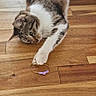cat, tabby_cat, white_cat, pet, animal, lying_down, stretching, paw, purple_toy, toy, wooden_floor, indoor, home, blanket, furniture, relaxed, playful, whiskers, striped_fur, portrait