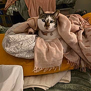 Blinky is registered to the contest to win money with this photo: animal, bed, blanket, cat, collar, comfort, cozy, cushion, cute, domestic_animal, fabric, feline, fur, indoor, pet, resting, soft, texture, warm, wrapped