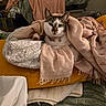 animal, bed, blanket, cat, collar, comfort, cozy, cushion, cute, domestic_animal, fabric, feline, fur, indoor, pet, resting, soft, texture, warm, wrapped