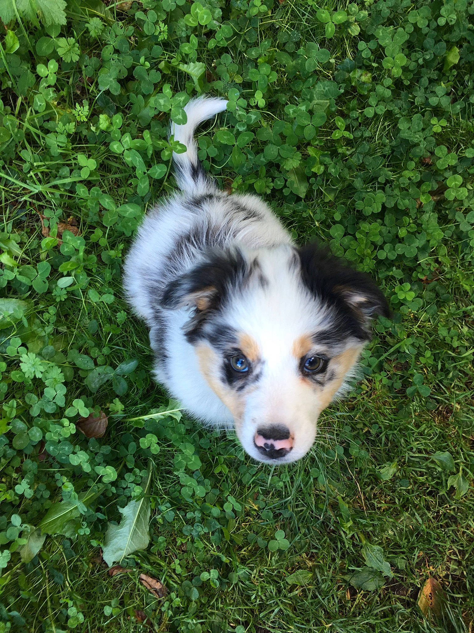 Happy a rejoint le concours — aidez-le/la à gagner de superbes lots ! australian_collie, australian_shepherd, canidae, carnivore, companion_dog, dog, dog_breed, herding_dog, mammal, miniature_australian_shepherd, puppy, rare_breed_dog, texas_heeler, vertebrate, welsh_sheepdog, working_dog