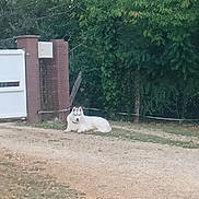 Wolf participe au concours pour gagner de l'argent avec cette photo : animal, brick, calm, dog, driveway, fence, fluffy, foliage, gate, grass, ground, house, lying_down, nature, outdoor, portrait, residential, trees, white_dog, yard