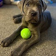 Kobe is registered to the contest to win money with this photo: adorable, animal, carpet, closeup, companion, cute, dog, domestic, expression, fur, gray, indoor, looking, paw, pet, playful, puppy, resting, tennis_ball, young
