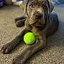 adorable, animal, carpet, closeup, companion, cute, dog, domestic, expression, fur, gray, indoor, looking, paw, pet, playful, puppy, resting, tennis_ball, young