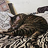 cat, tabby, sleeping, zebra_stripe, blanket, pillow, indoor, pet, feline, striped, resting, cozy, fur, animal, whiskers, tail, bed, comfort, domestic, relaxation