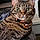 Kitty