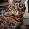 cat, tabby, pet, collar, bell, green_eyes, close_up, feline, whiskers, indoor, leather, curious, animal, domestic, portrait, resting, fur, striped, cute, relaxed